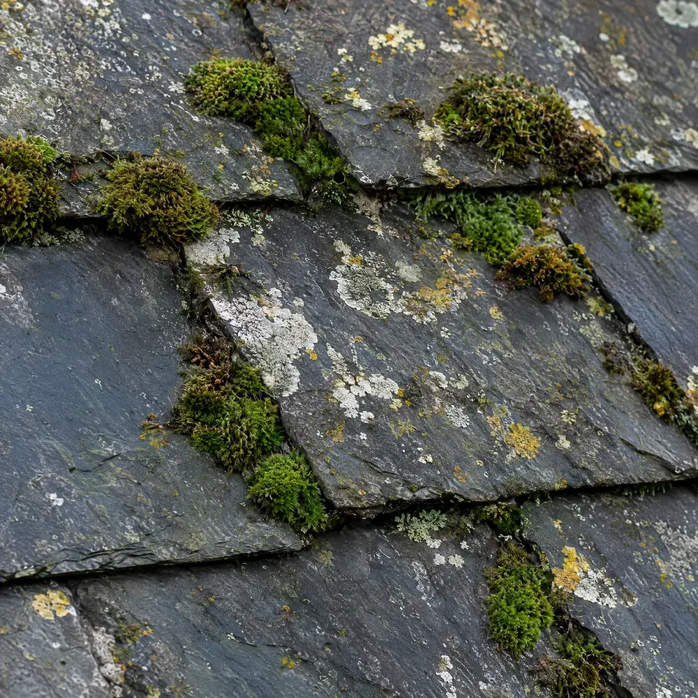 Gros plan sur des ardoises naturelles anciennes, touffes de mousse verte et taches de lichen dans les joints